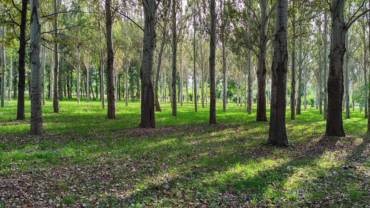 forest tree - Hizvo