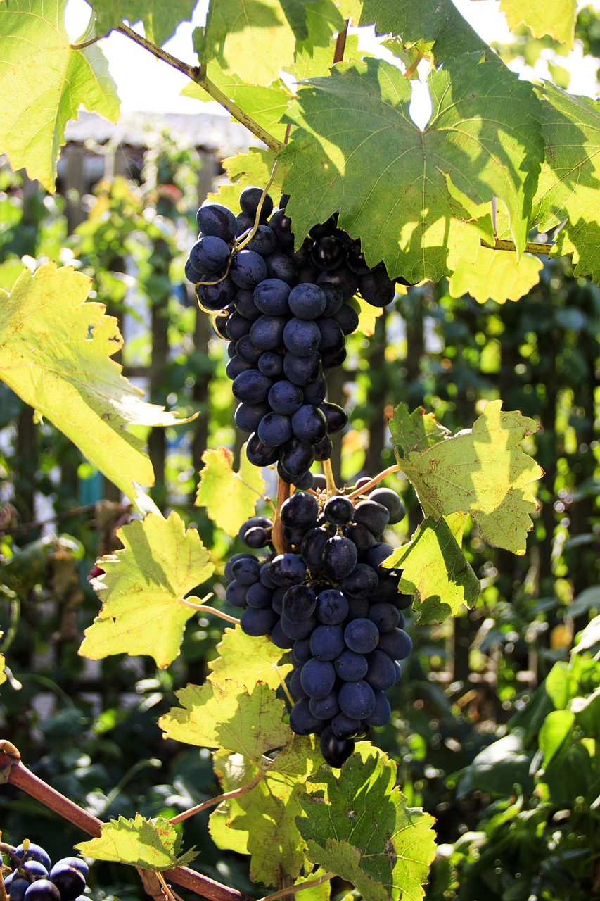 grape moldova - Hizvo