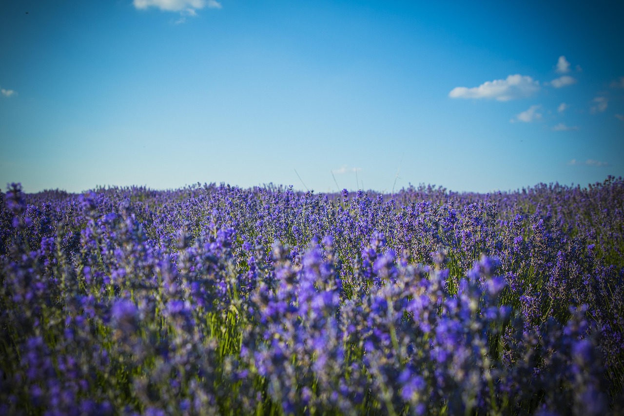 lavender field - Hizvo