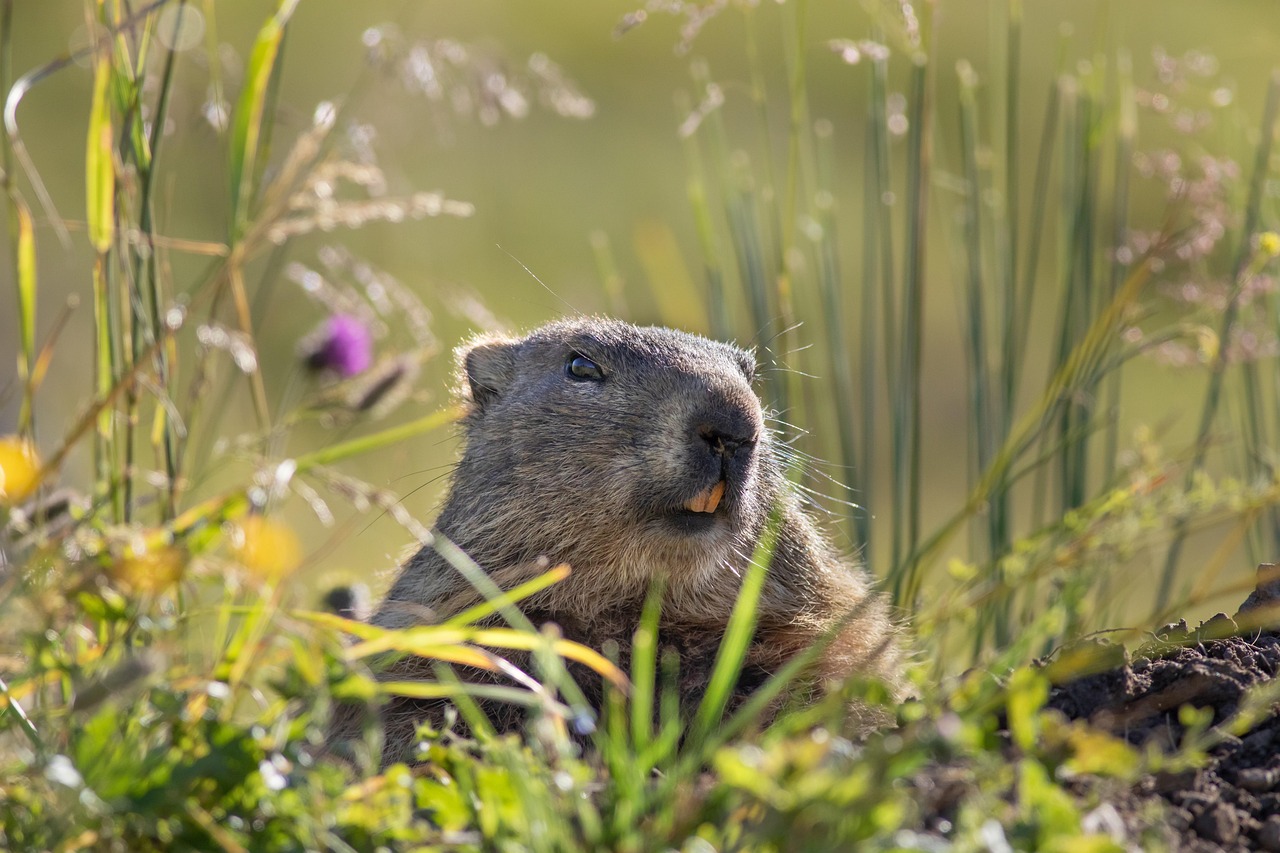 marmot rodent - Hizvo