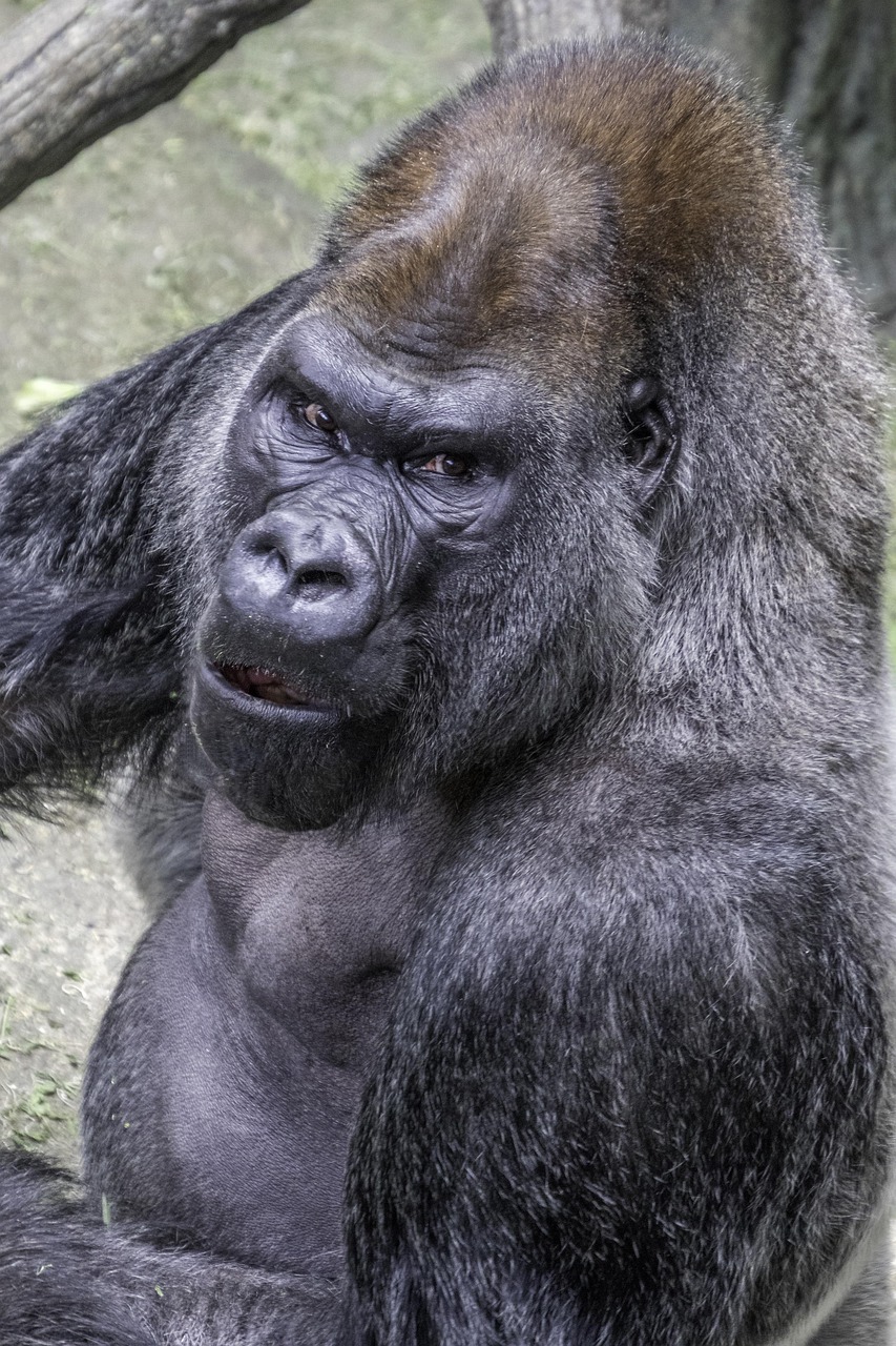 silverback - Hizvo