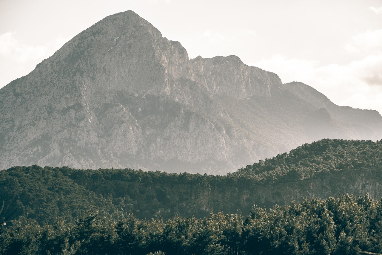 tree forest - Hizvo