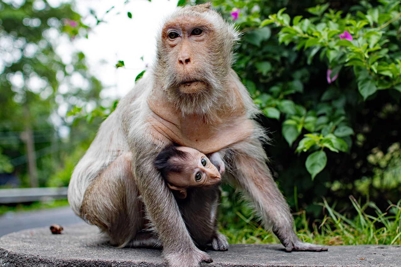monkey primate - Hizvo